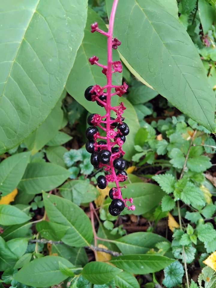 Wild berries