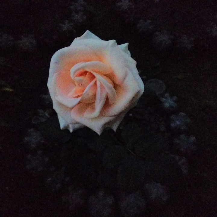 roza