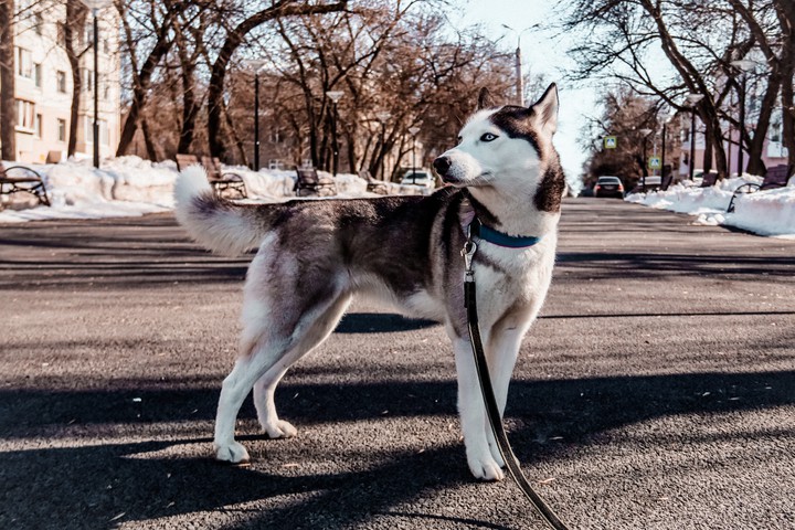 Siberian hasky