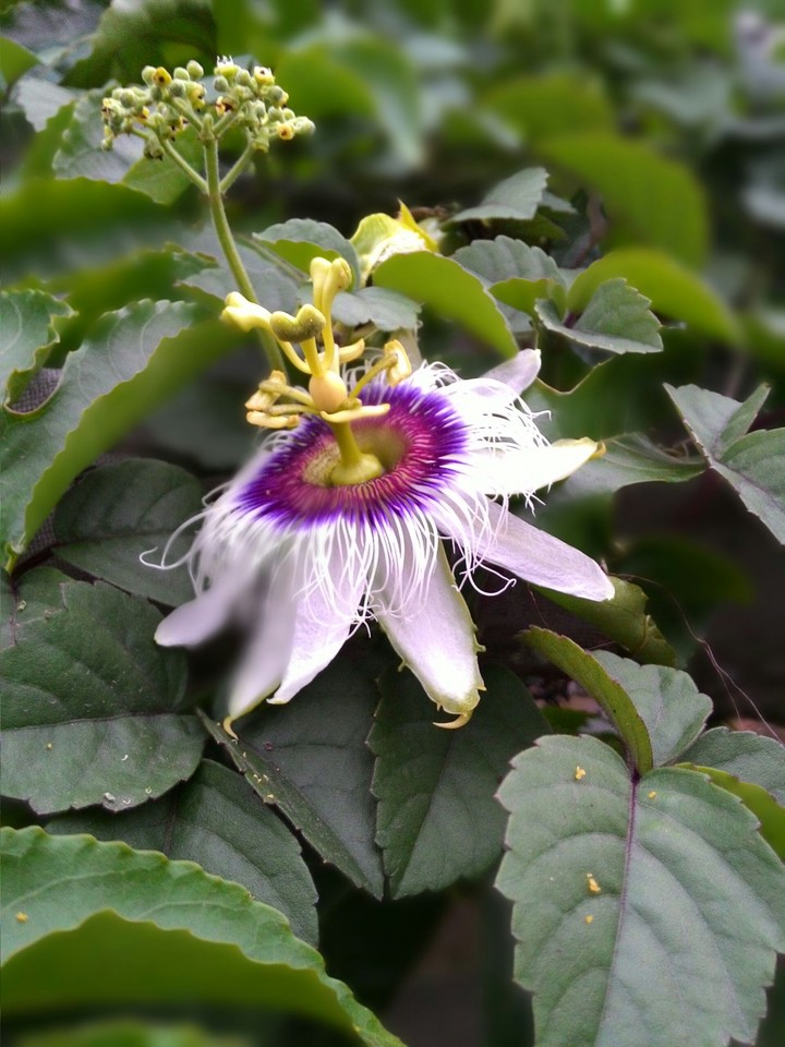 flower