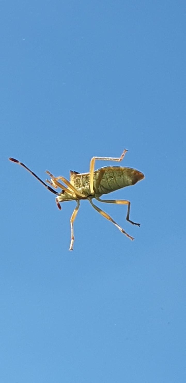 Insekt