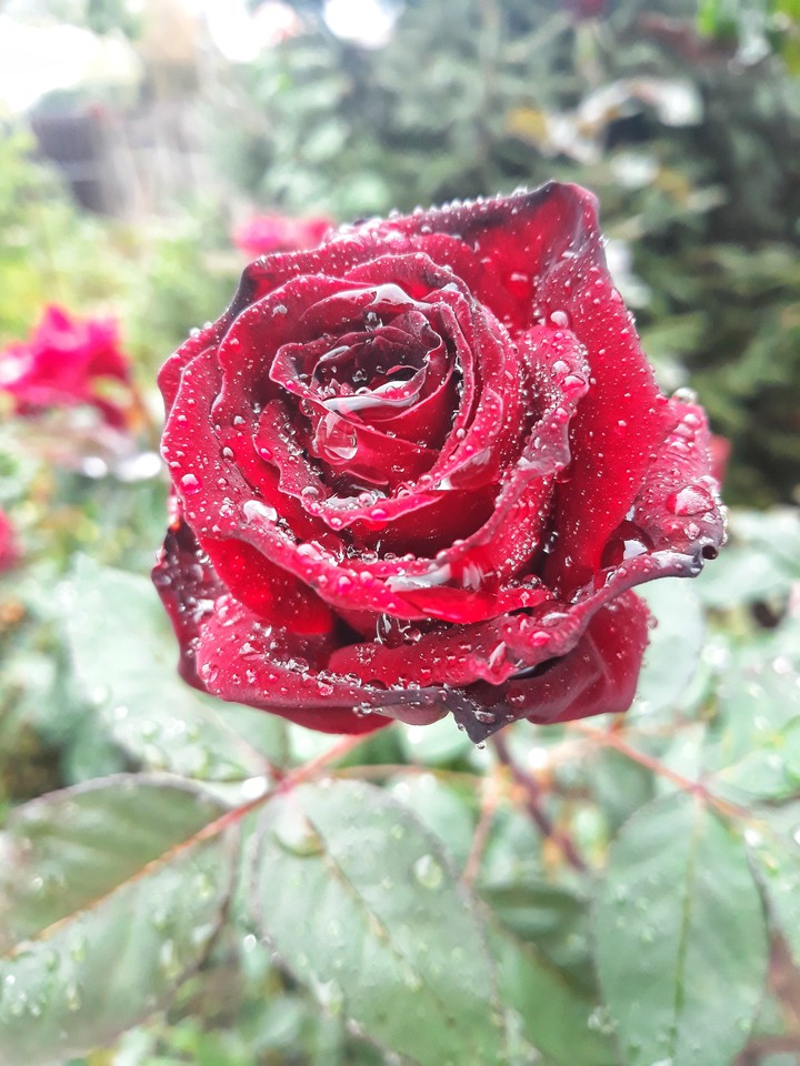 Rose and water