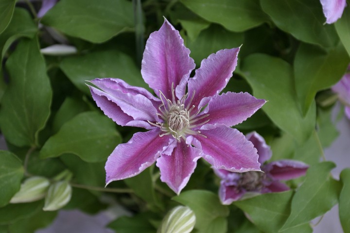 Plant