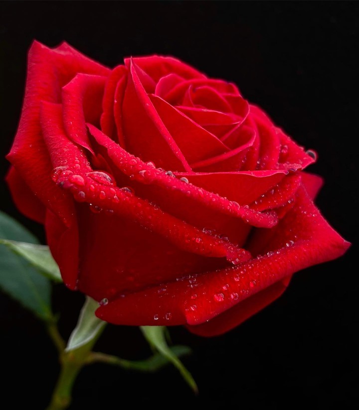 Velvet Rose