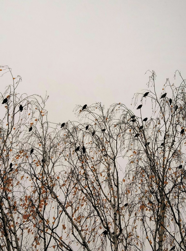 birds