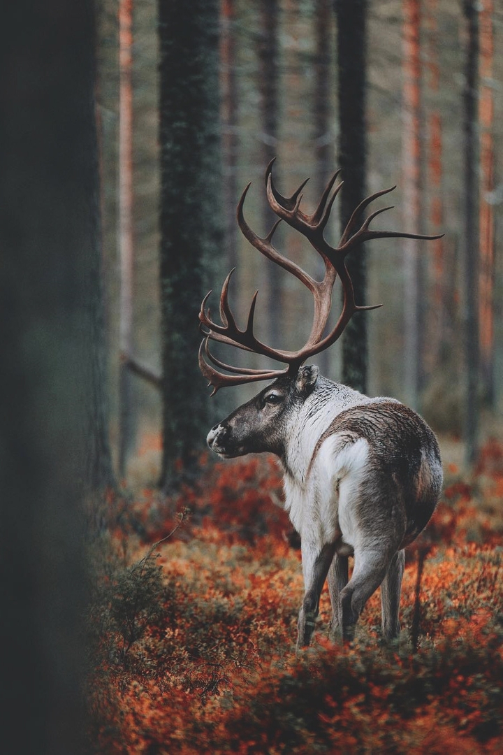 Animal