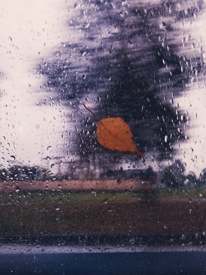 autumn leaf