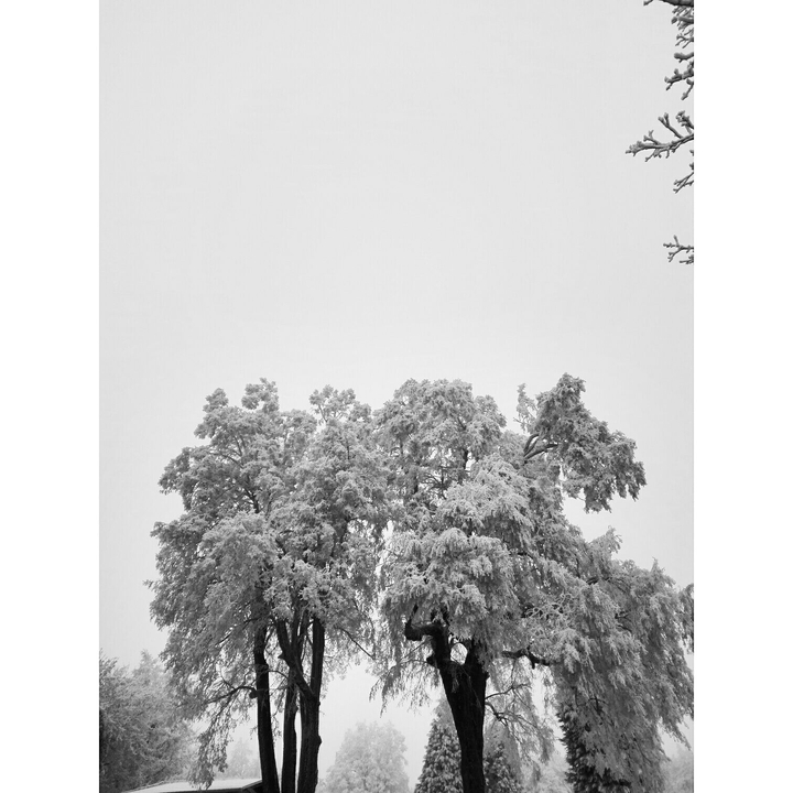winter wonderland