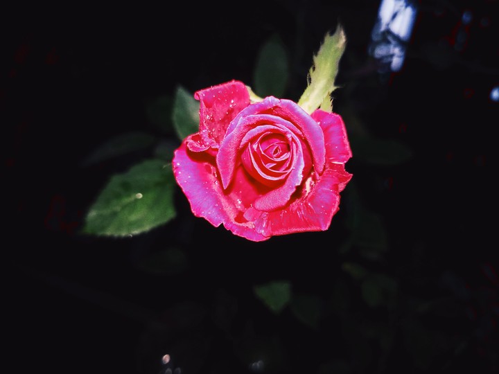Red Rose