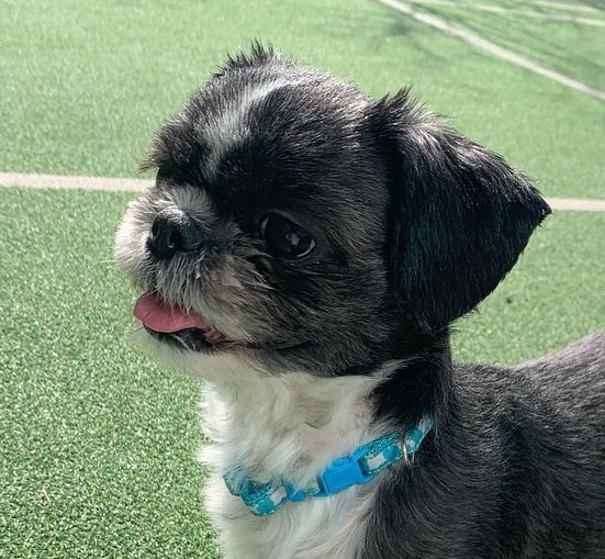 강아지