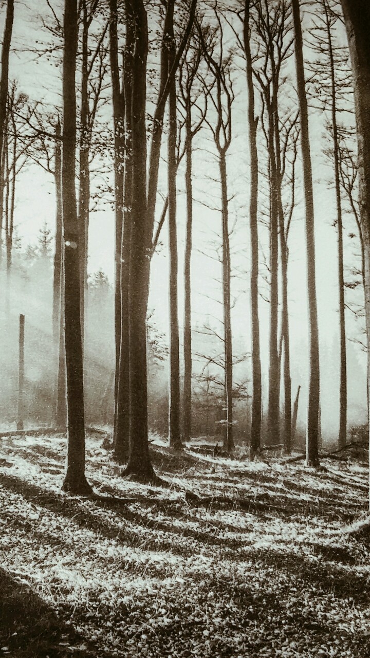 Winter Forest