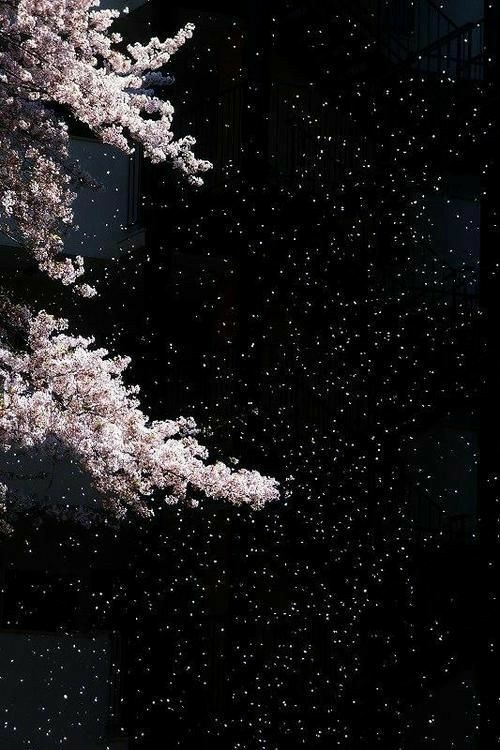cherryblossoms