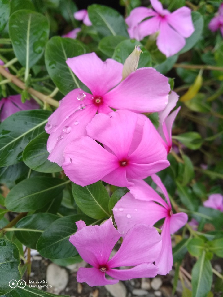 Geranium (Indo: Tapak darah)