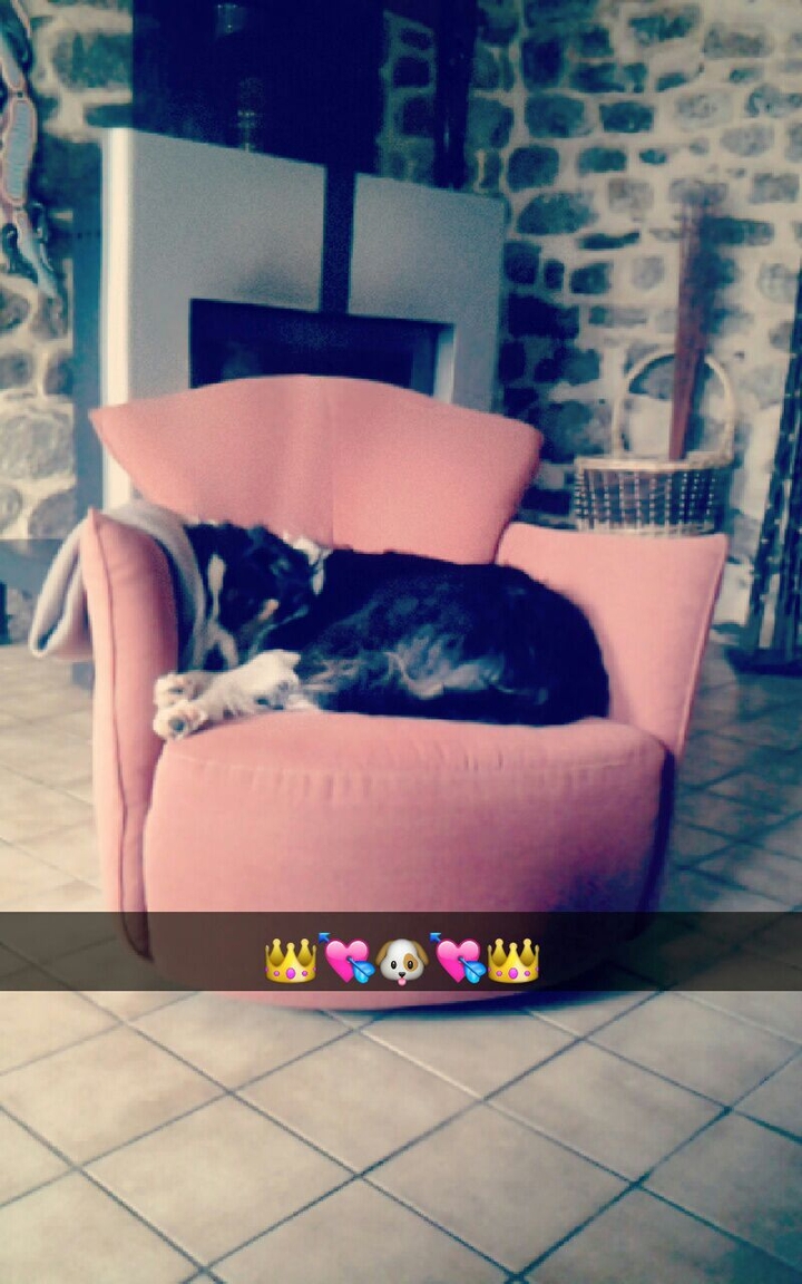 dog so cute
