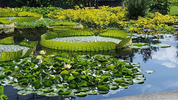 Seerosenteich