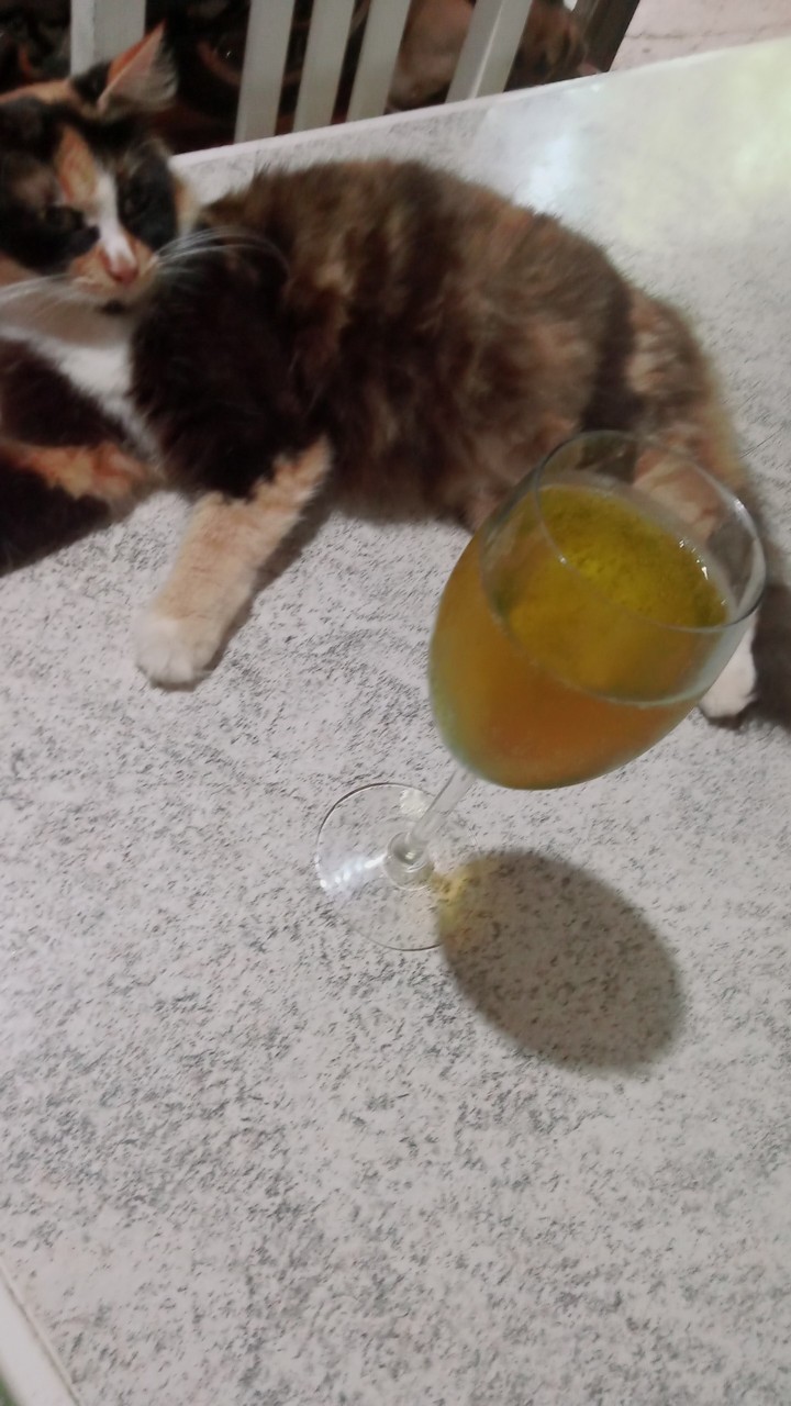 mimosa