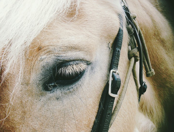very beautiful horse