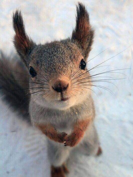 Eichhörnchen