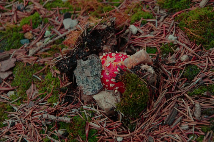 Mushroom