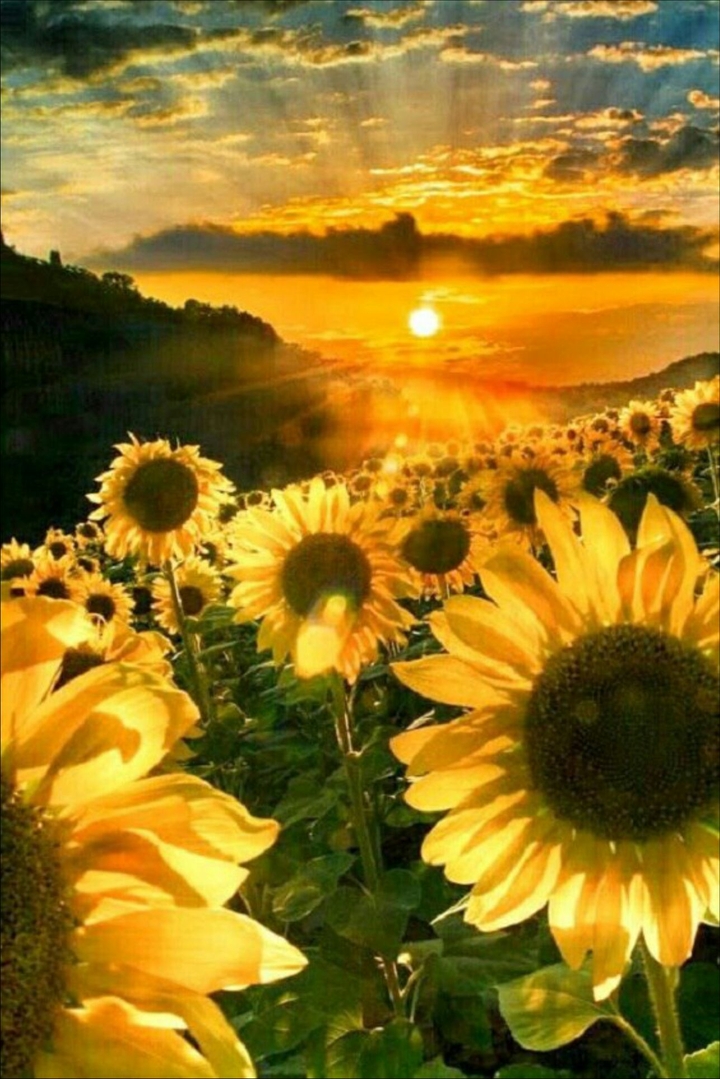 sunflower