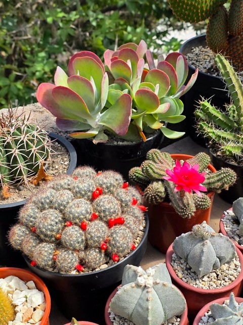 sfondi Cactus, flowerpot