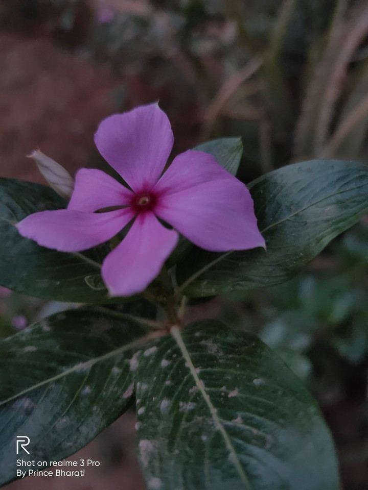 Garden flower
