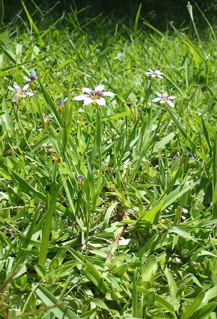 life nature