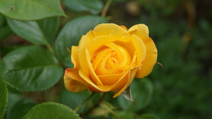 Yellow Rose