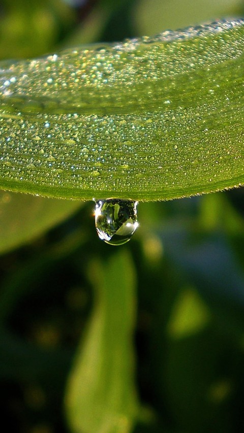 Blatt mit Tautropfen