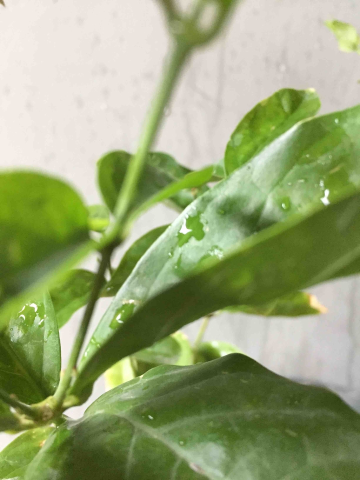 leaf