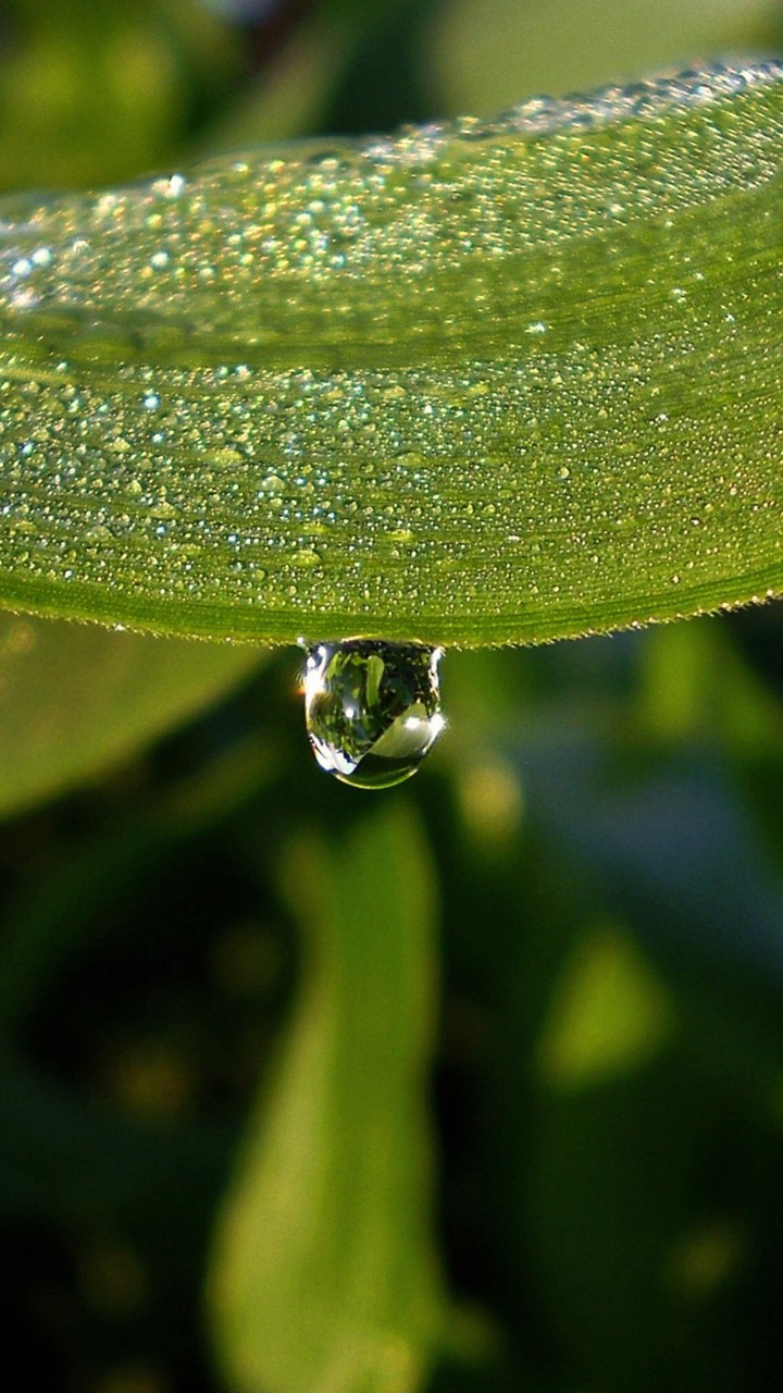 Blatt mit Tautropfen