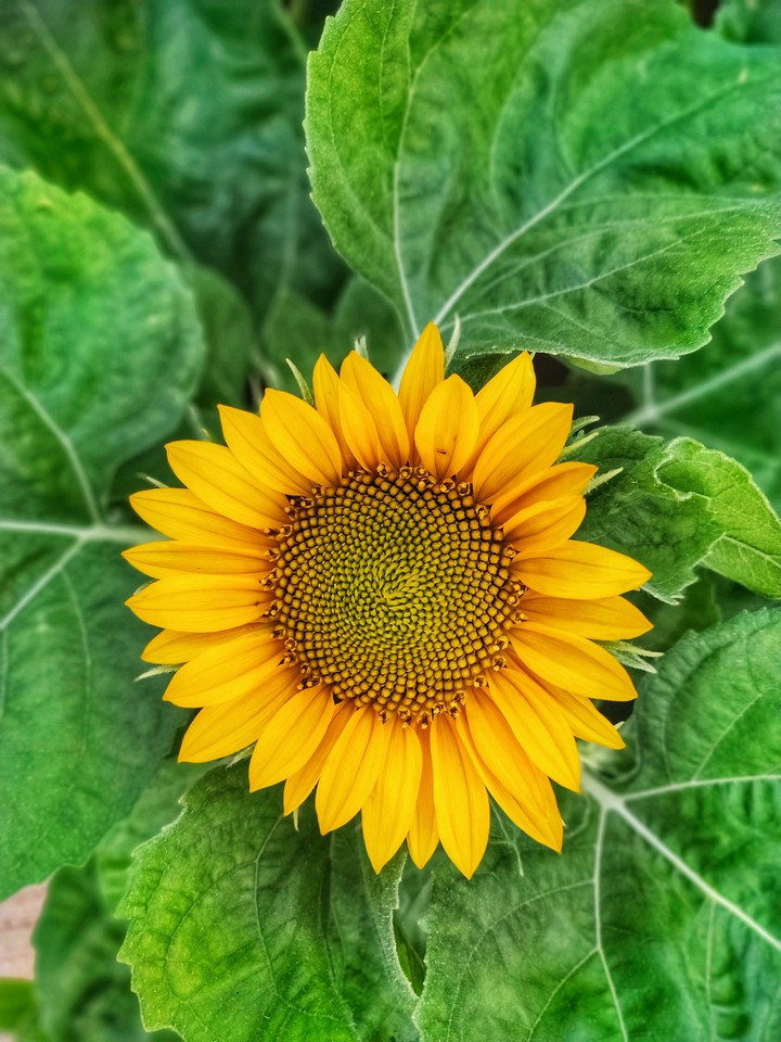 sunnyflower
