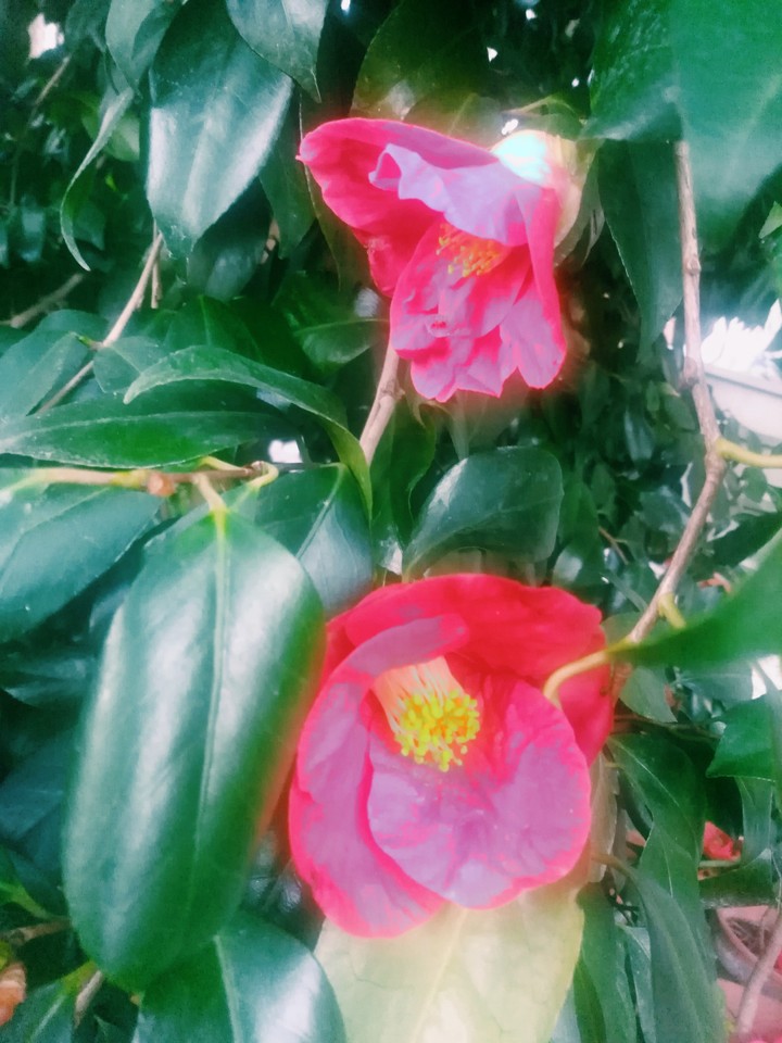 primavera