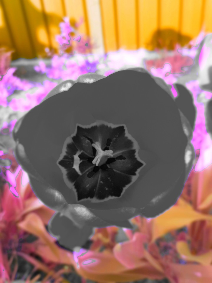Poppy Tale