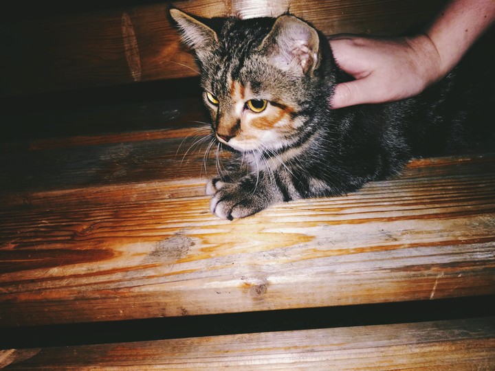 cat