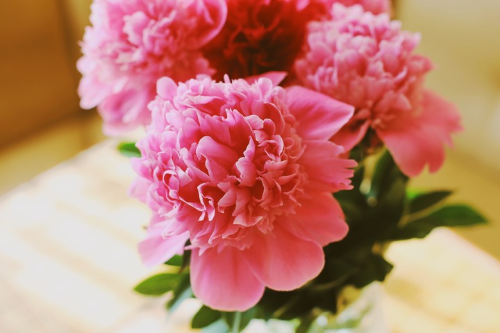 bouquet of fresh pink peonies
