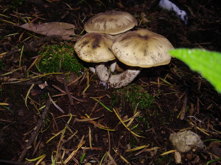 Fungi