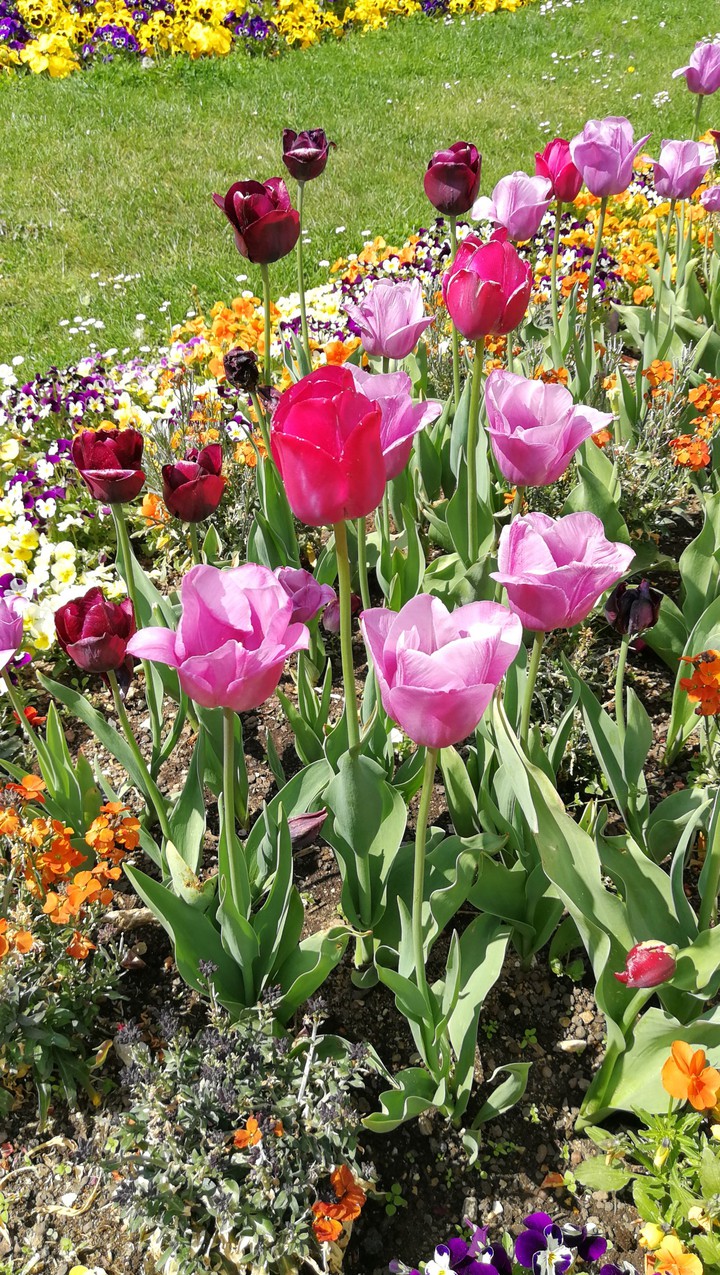 Tulpen im Park