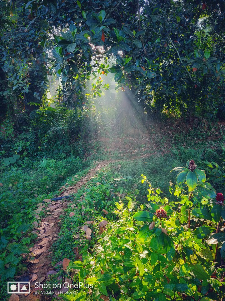 nature morning light