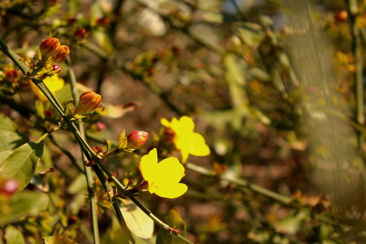 yellow flowers