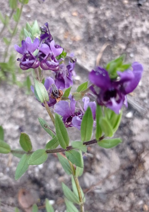 植物, flower壁纸