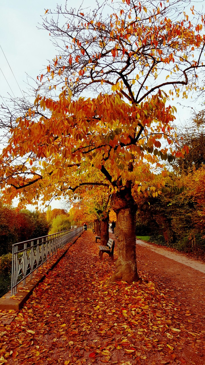 Red Nature
