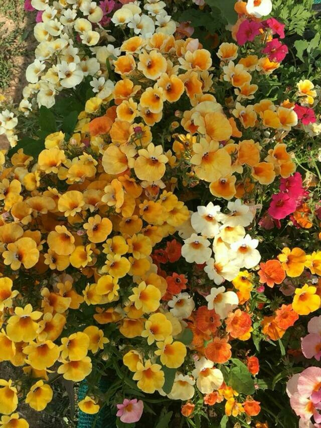 nature