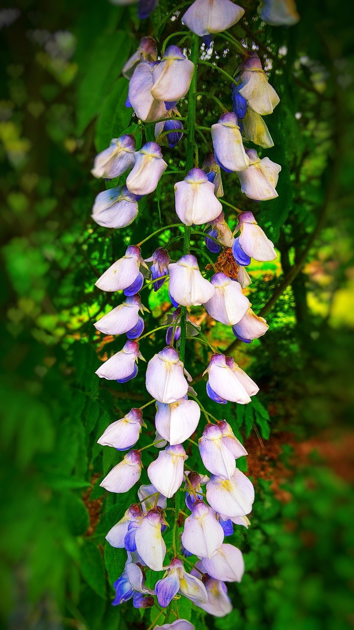 Wisteria