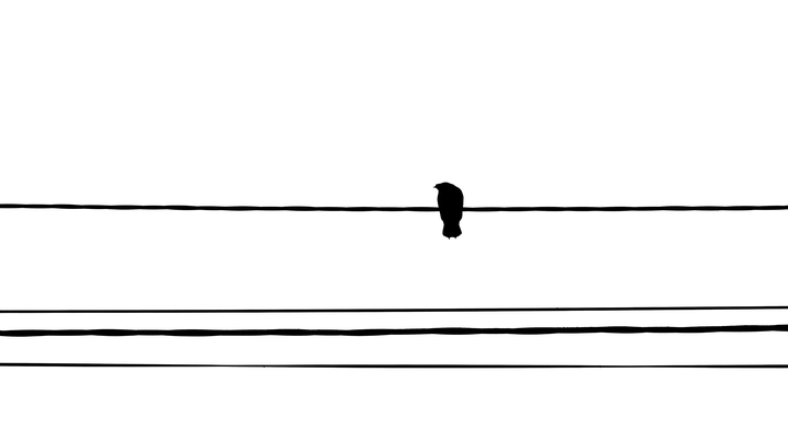 Bird on wire