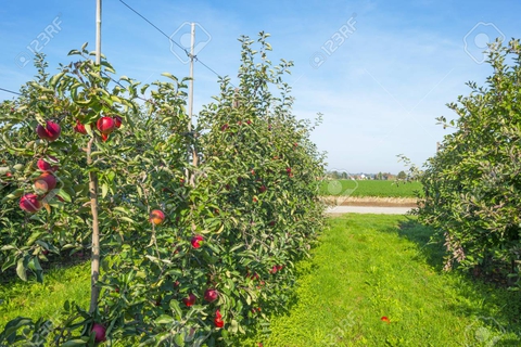 Apple farm