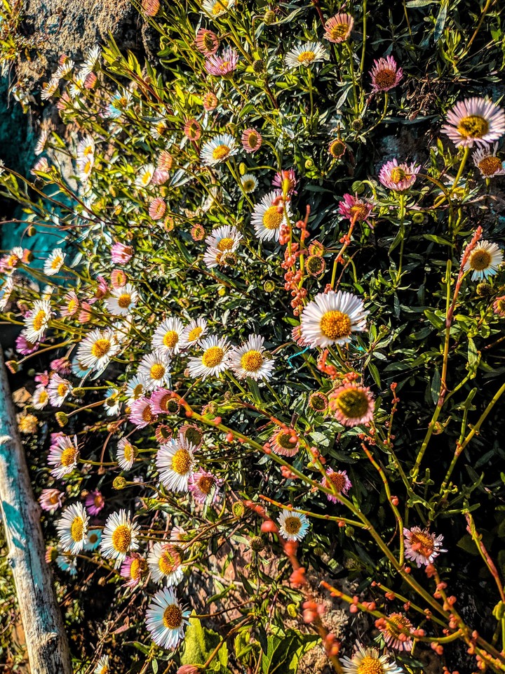 Flower punch