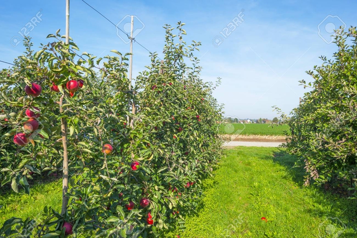 Apple farm