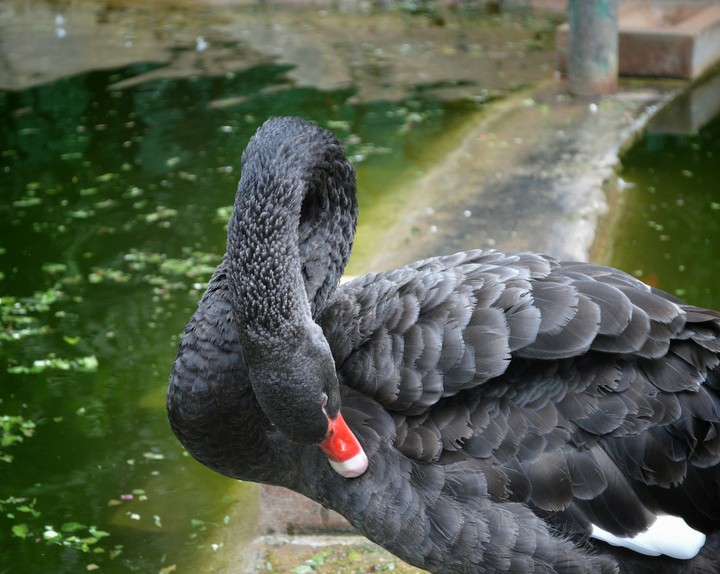 black swan