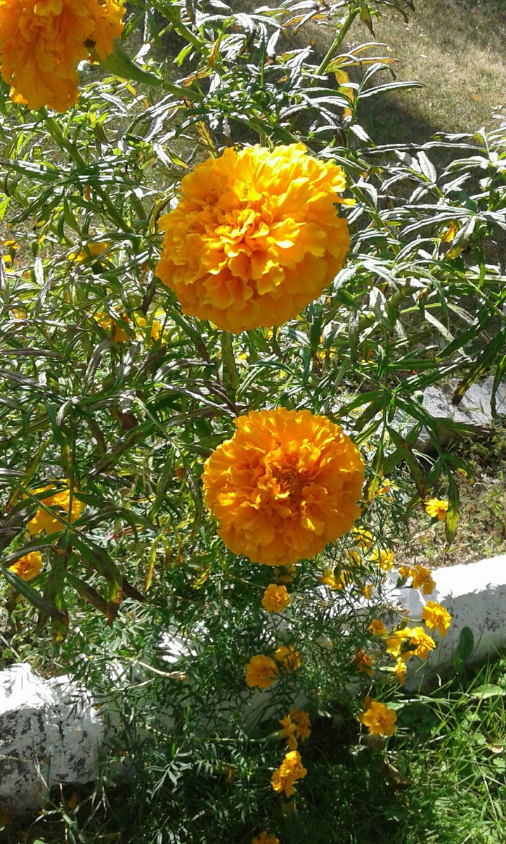 flowers